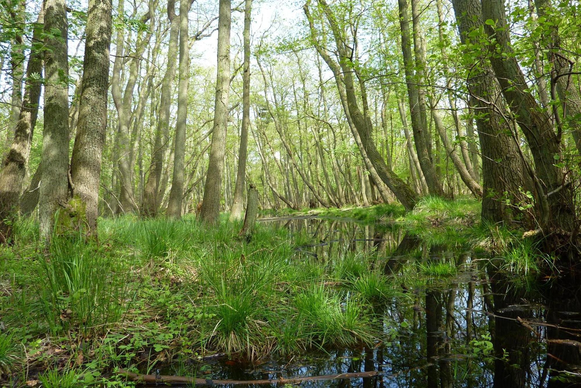 Fewo Kaeuzchen - Ulenhoef Prerow Bagian luar foto